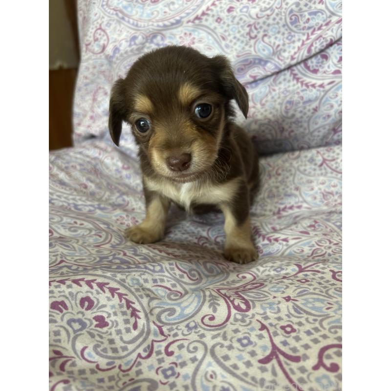 販売中の愛知県のチワックス:チワワ×ミニチュアダックスフンド-446973の6枚目