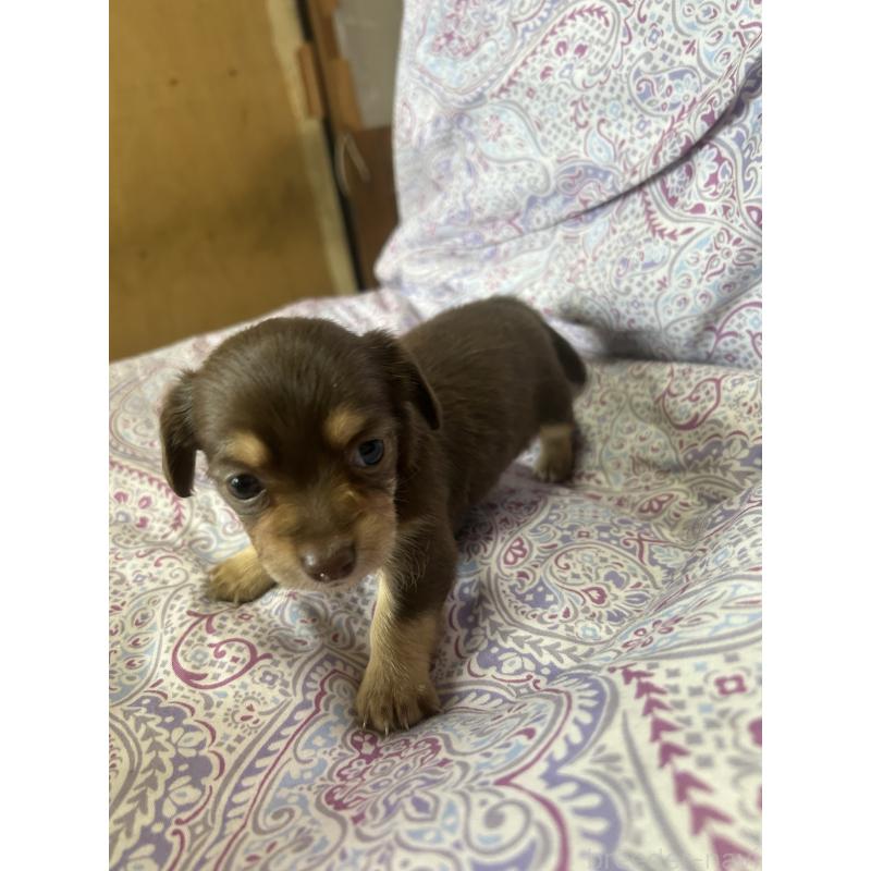 販売中の愛知県のチワックス:チワワ×ミニチュアダックスフンド-446973の5枚目