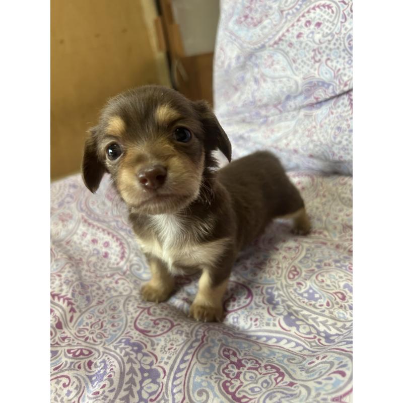 販売中の愛知県のチワックス:チワワ×ミニチュアダックスフンド-446973の2枚目