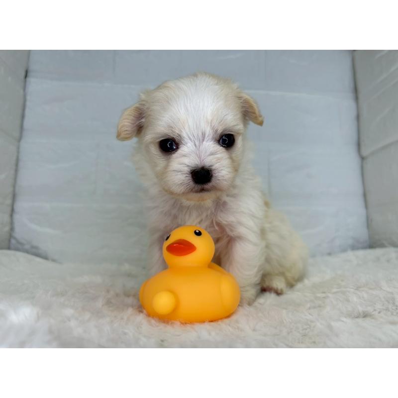 販売中の茨城県のチワマル:チワワ×マルチーズ-446975の12枚目