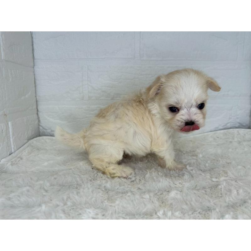 販売中の茨城県のチワマル:チワワ×マルチーズ-446975の10枚目