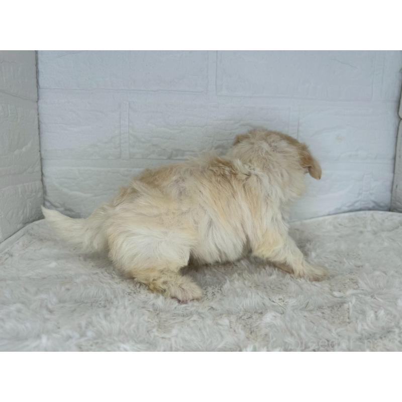 販売中の茨城県のチワマル:チワワ×マルチーズ-446975の9枚目