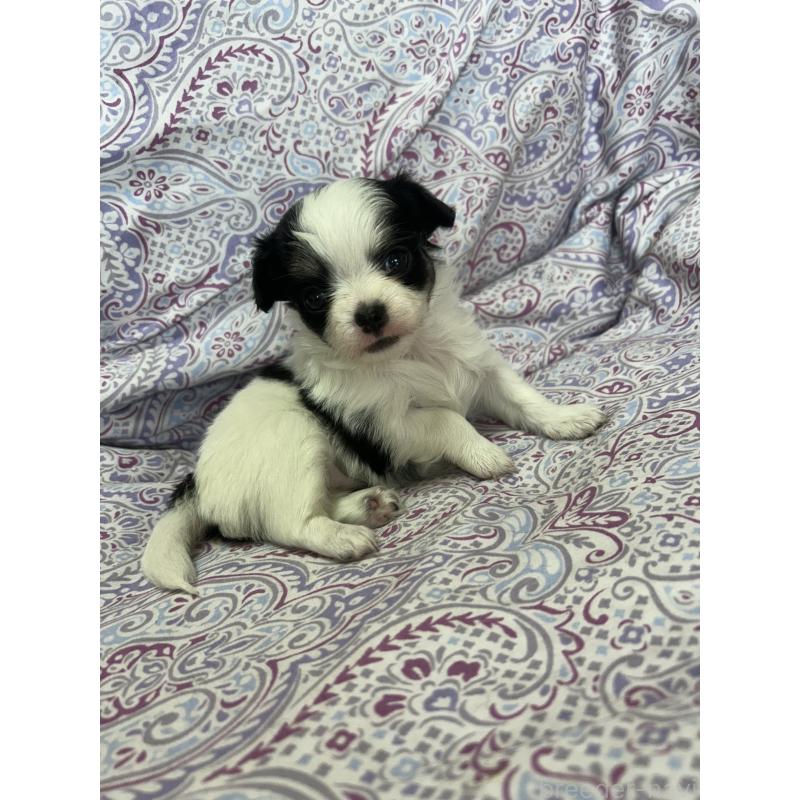 販売中の愛知県のチワックス:チワワ×ミニチュアダックスフンド-446978の1枚目