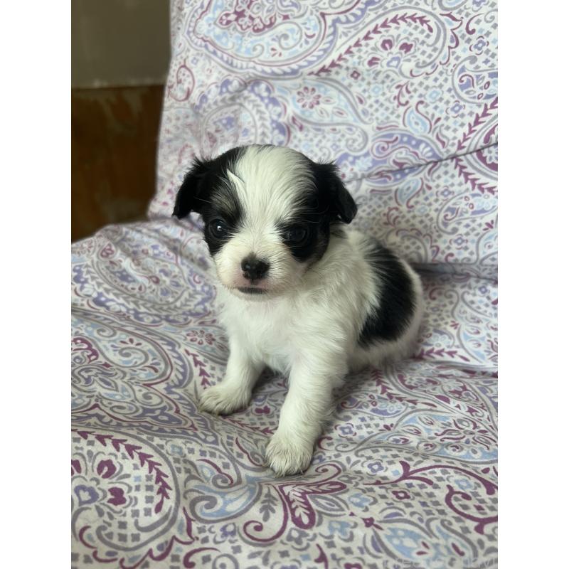 販売中の愛知県のチワックス:チワワ×ミニチュアダックスフンド-446978の7枚目