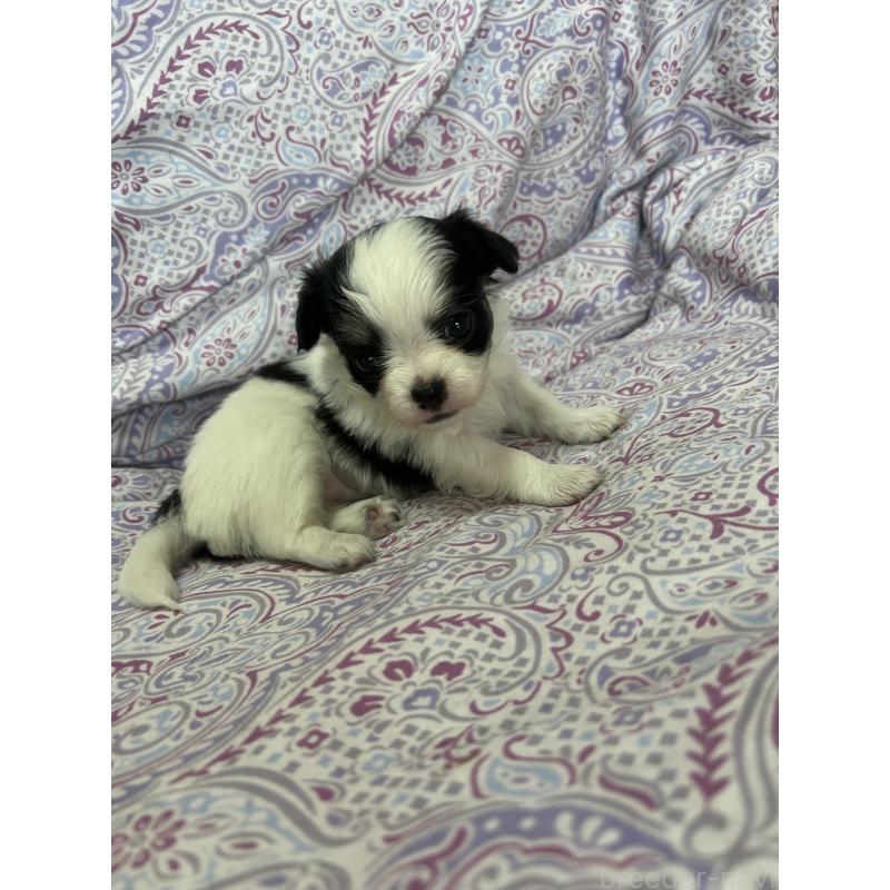 販売中の愛知県のチワックス:チワワ×ミニチュアダックスフンド-446978の6枚目