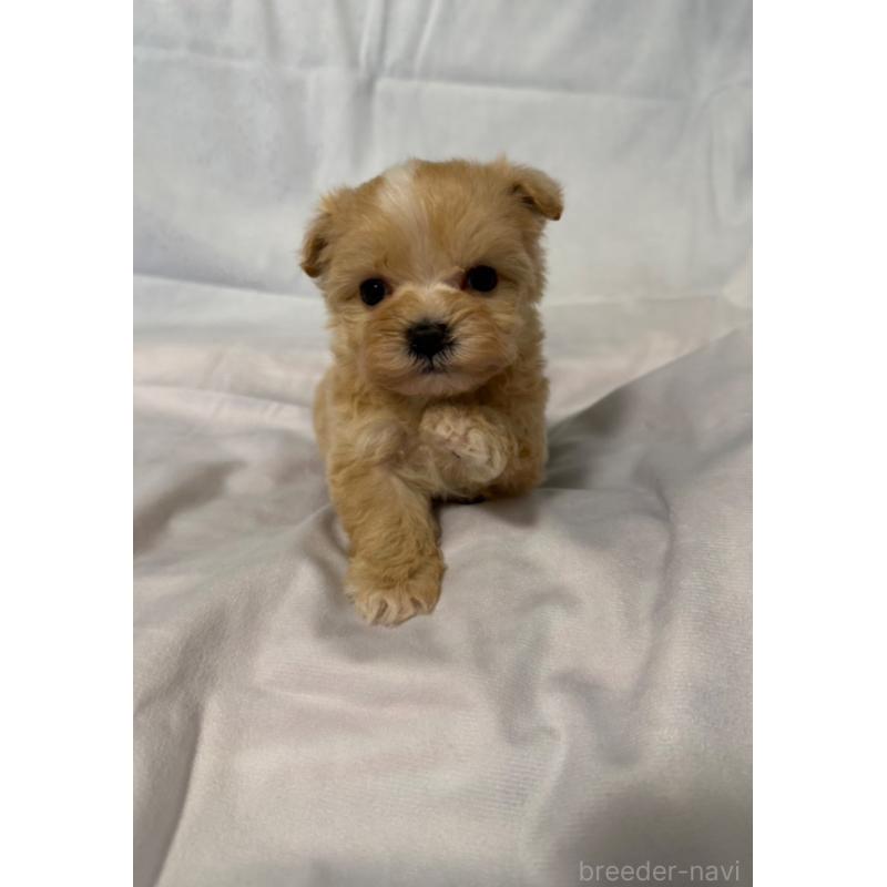 販売中の岡山県のマルプー:マルチーズ×トイプードル-446976の6枚目