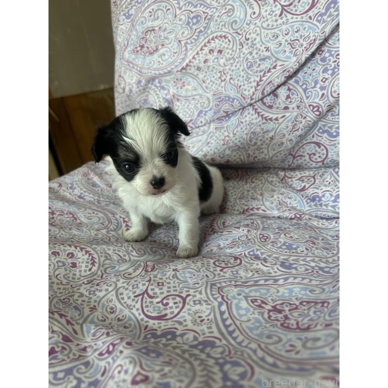 販売中の愛知県のチワックス:チワワ×ミニチュアダックスフンド-446978の5枚目