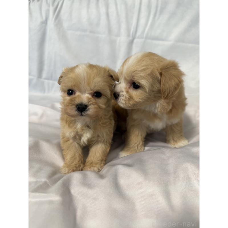 販売中の岡山県のマルプー:マルチーズ×トイプードル-446976の5枚目