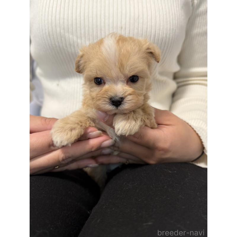 販売中の岡山県のマルプー:マルチーズ×トイプードル-446976の1枚目