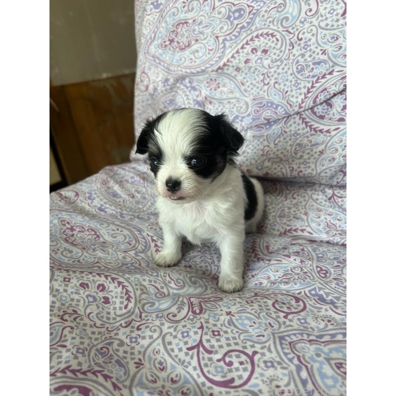 販売中の愛知県のチワックス:チワワ×ミニチュアダックスフンド-446978の4枚目