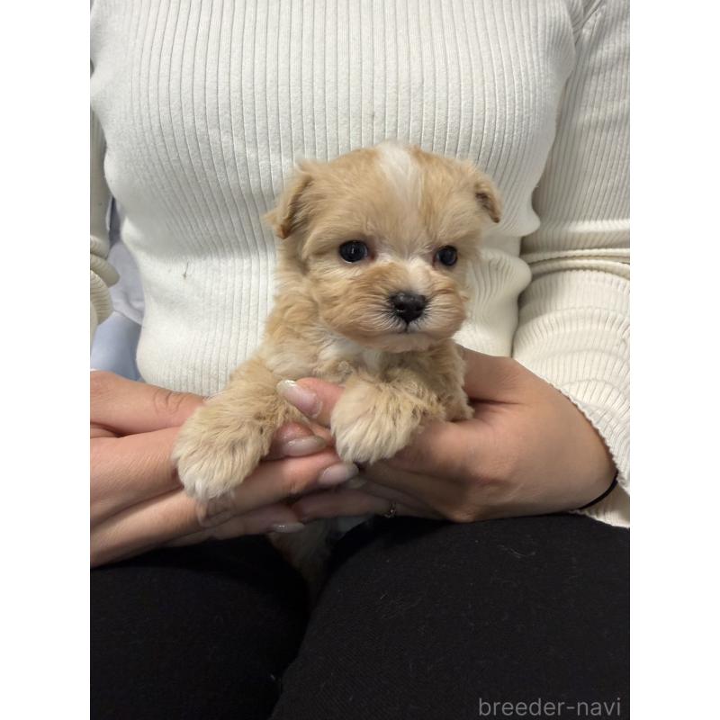 販売中の岡山県のマルプー:マルチーズ×トイプードル-446976の4枚目