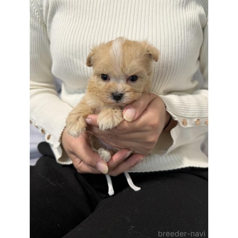 販売中の岡山県のマルプー:マルチーズ×トイプードル-446976の3枚目