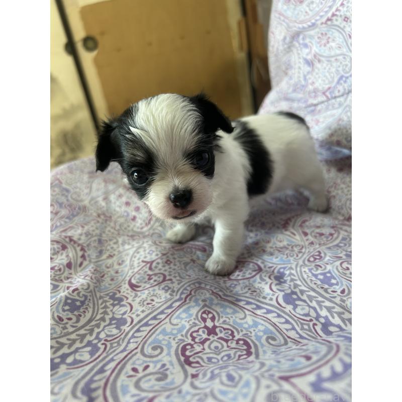 販売中の愛知県のチワックス:チワワ×ミニチュアダックスフンド-446978の3枚目