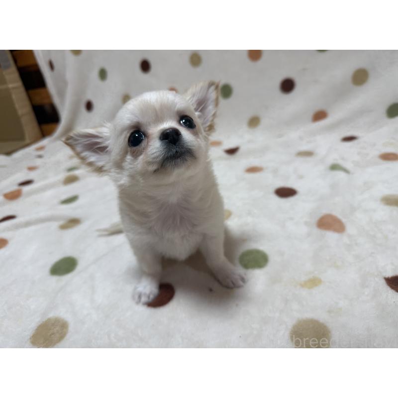 商談中の岐阜県のチワワ(ロングコート)-441196の2枚目