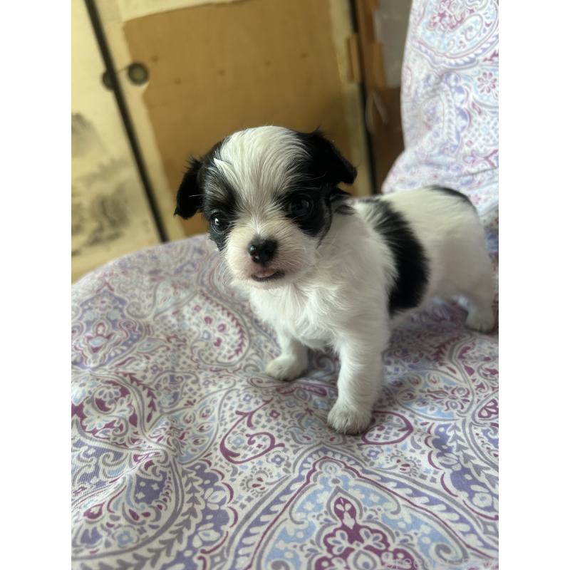 販売中の愛知県のチワックス:チワワ×ミニチュアダックスフンド-446978の2枚目