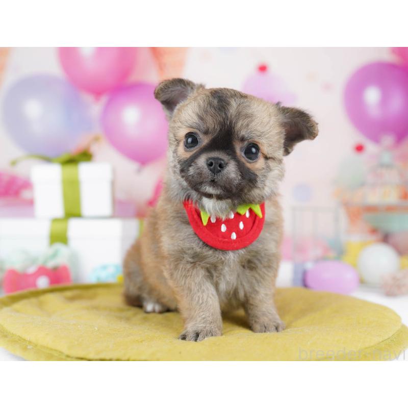 販売中の神奈川県のチワワ(ロングコート)-446980の12枚目