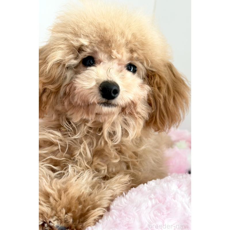 販売中の神奈川県のタイニープードル-441684