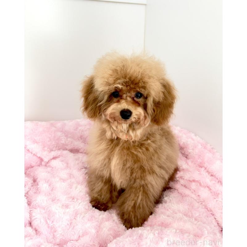 販売中の神奈川県のタイニープードル-441692