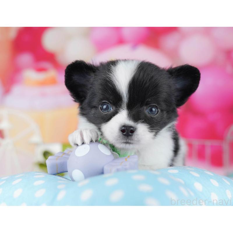 販売中の神奈川県のチワワ(ロングコート)-446991の10枚目