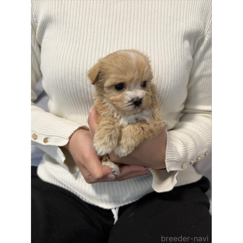 販売中の岡山県のマルプー:マルチーズ×トイプードル-446987の5枚目