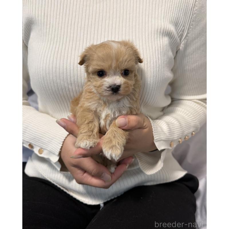 販売中の岡山県のマルプー:マルチーズ×トイプードル-446987の4枚目