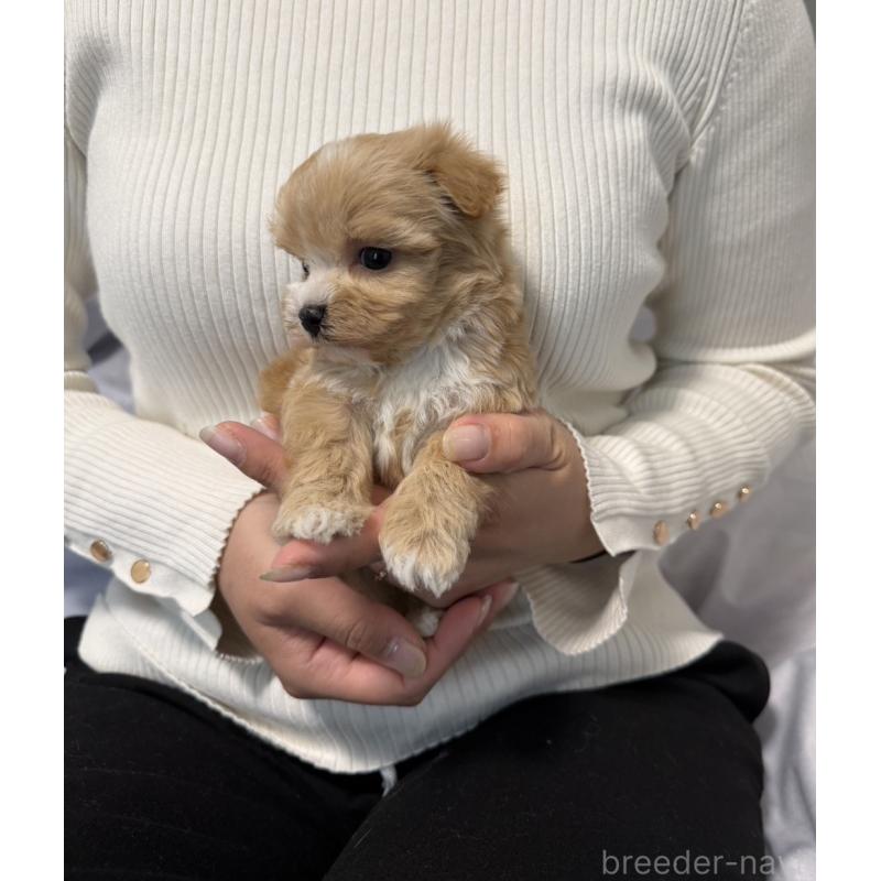 販売中の岡山県のマルプー:マルチーズ×トイプードル-446987の3枚目