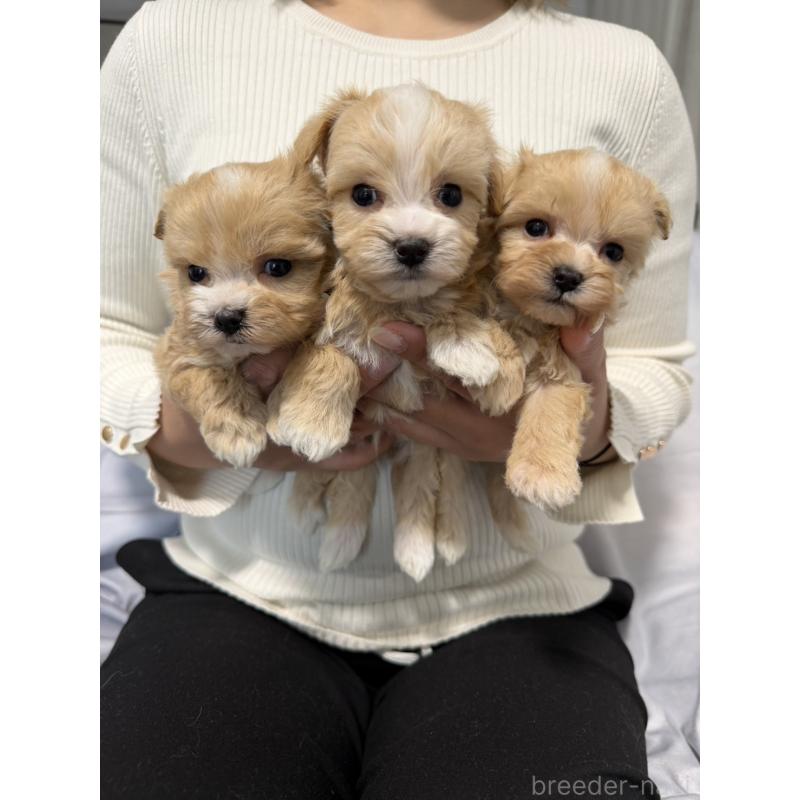 販売中の岡山県のマルプー:マルチーズ×トイプードル-446987の2枚目