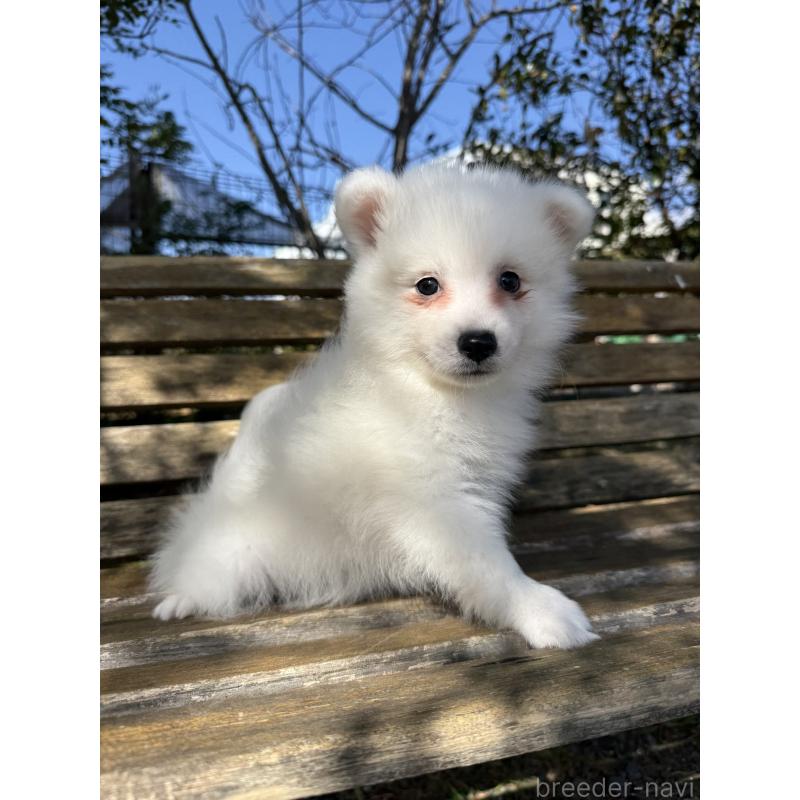 販売中の静岡県の日本スピッツ-446992の7枚目