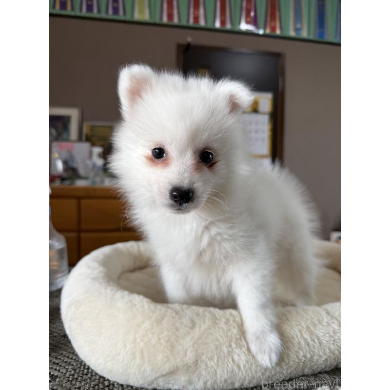 販売中の静岡県の日本スピッツ-446992の6枚目