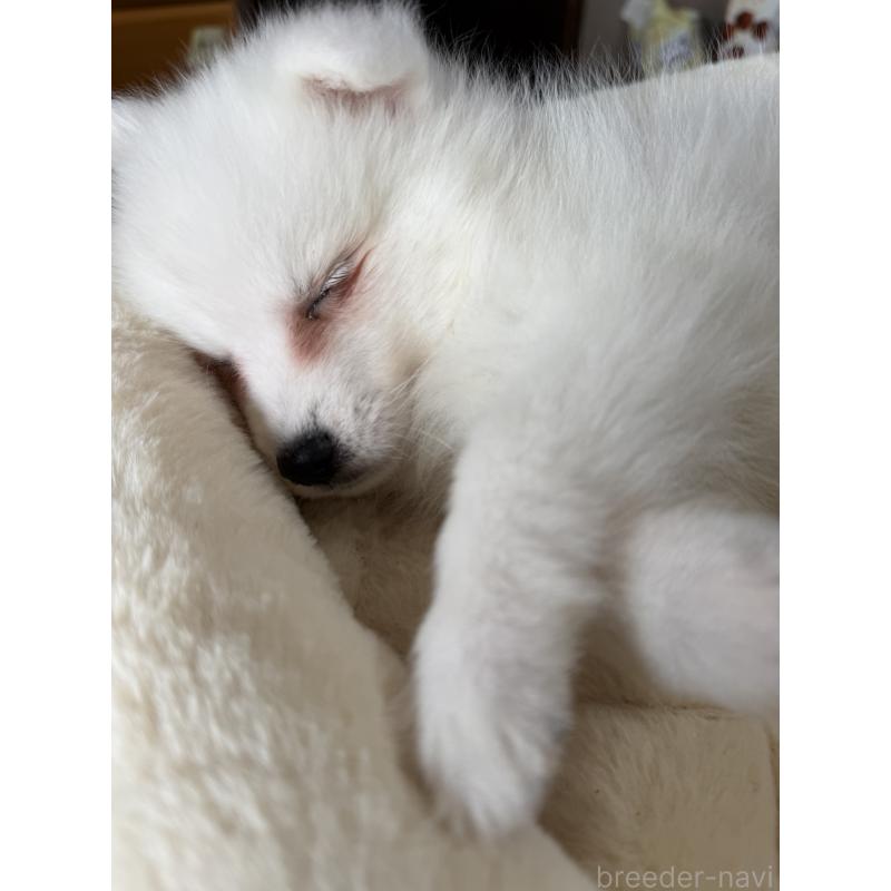 販売中の静岡県の日本スピッツ-446992の5枚目