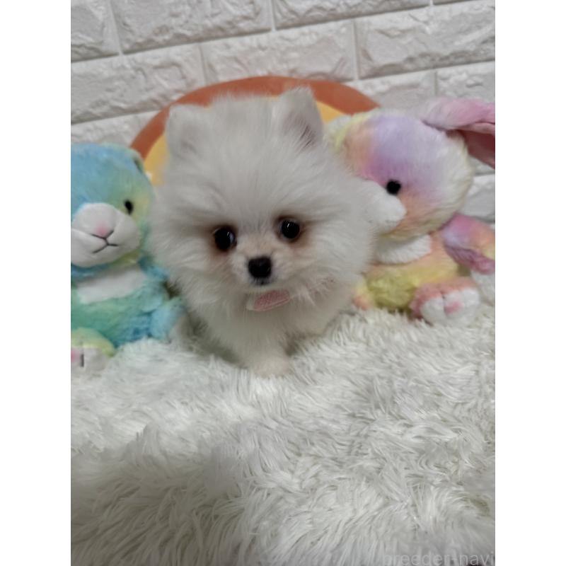 販売中の埼玉県のポメラニアン-439415の3枚目