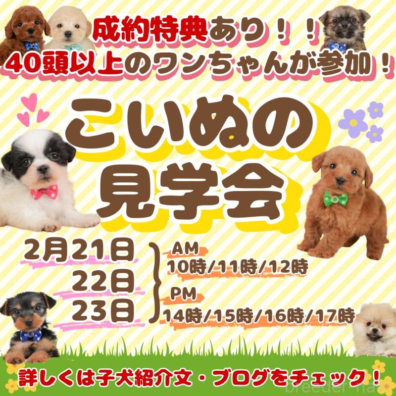 販売中の静岡県のミニチュアダックスフンド(ロングヘアード)-444672の4枚目