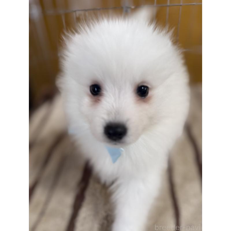 販売中の静岡県の日本スピッツ-446995の6枚目