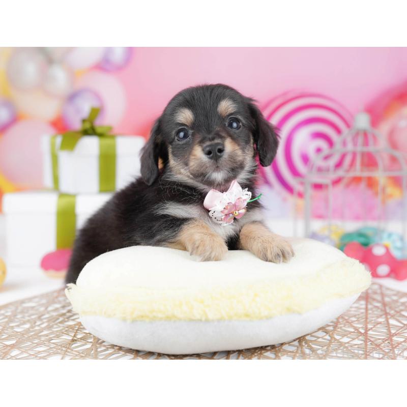 成約済の神奈川県のチワックス:チワワ×ミニチュアダックスフンド-446996の12枚目