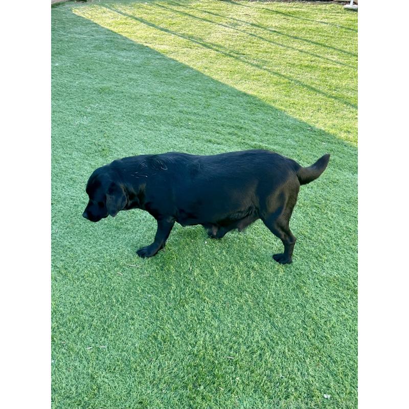 RANDI  ランディちゃん1枚目