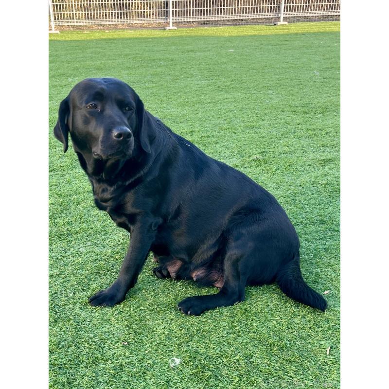 RANDI  ランディちゃん1枚目