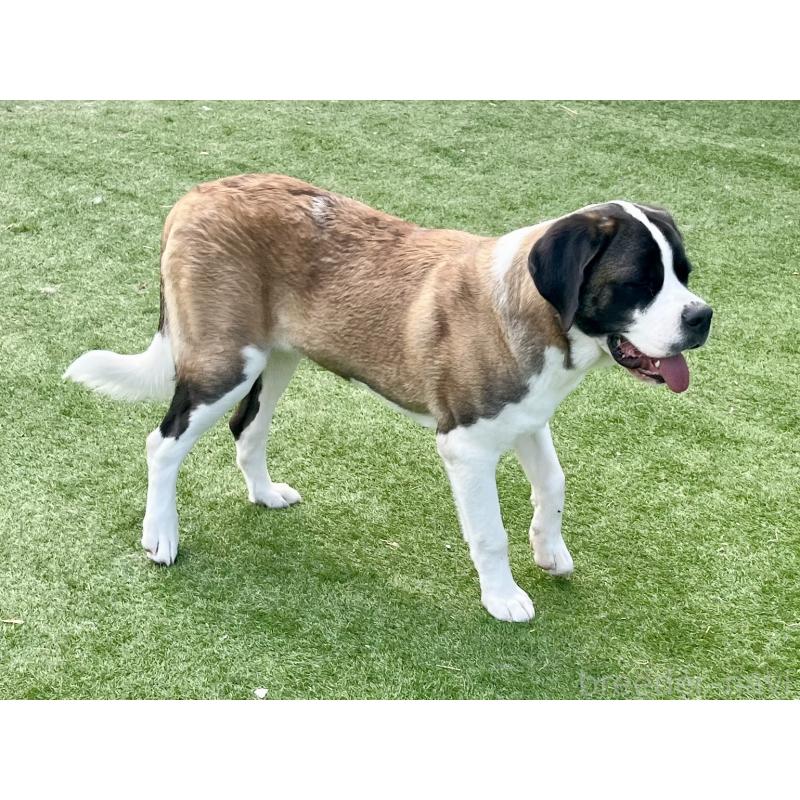 HEIDI  ハイジちゃん1枚目