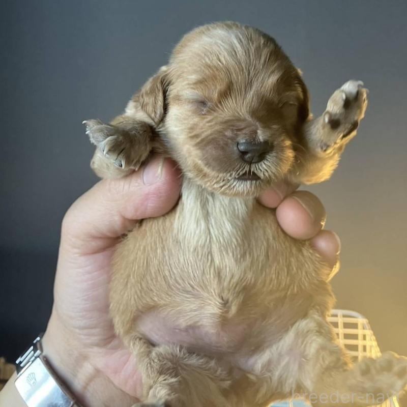 販売中の群馬県のゴールデンドゥードル:ゴールデンレトリーバー×プードル-446998の3枚目