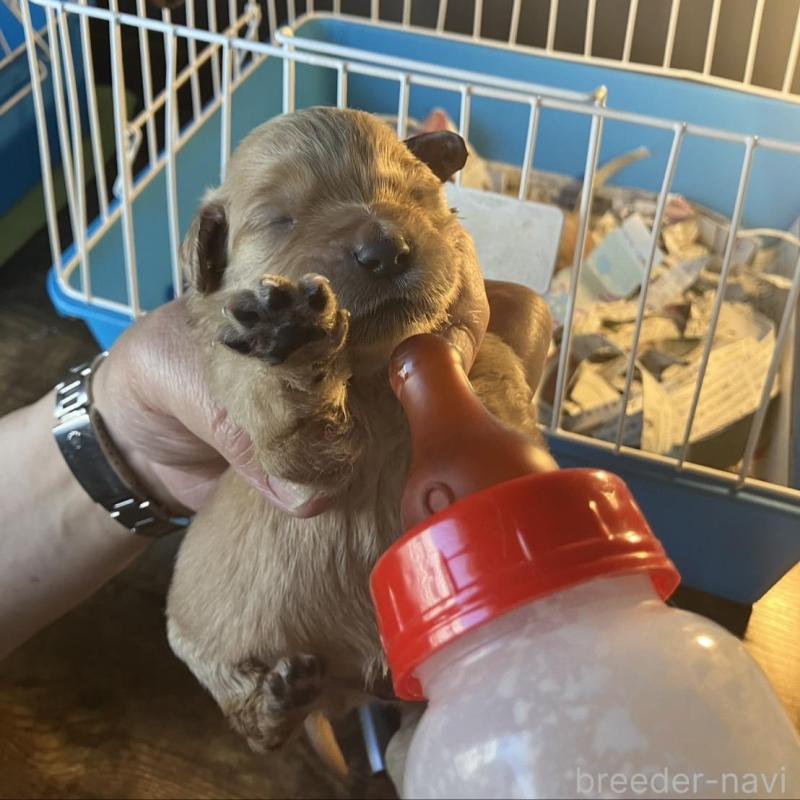 販売中の群馬県のゴールデンドゥードル:ゴールデンレトリーバー×プードル-447001