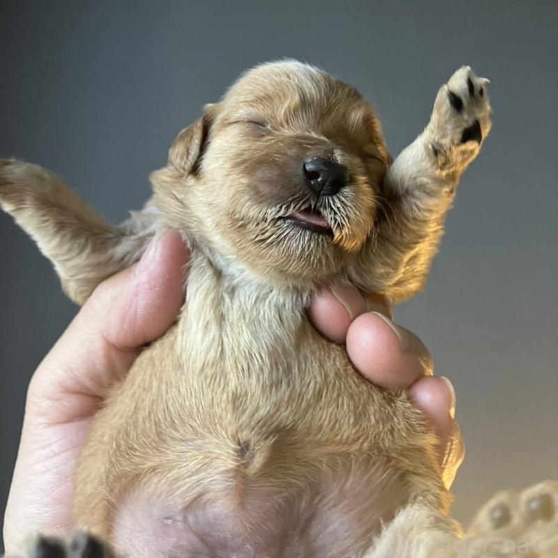 販売中の群馬県のゴールデンドゥードル:ゴールデンレトリーバー×プードル-447001の4枚目