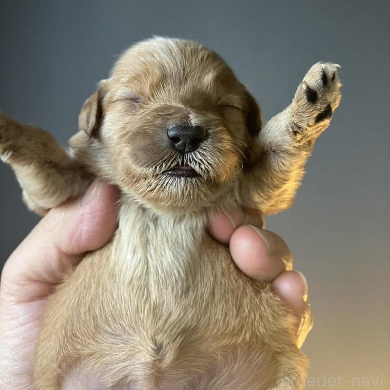 販売中の群馬県のゴールデンドゥードル:ゴールデンレトリーバー×プードル-447001の3枚目