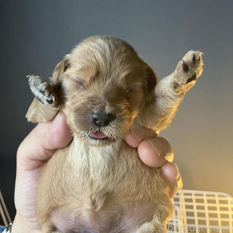 販売中の群馬県のゴールデンドゥードル:ゴールデンレトリーバー×プードル-447001の2枚目