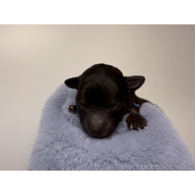 販売中の千葉県のトイプードル-447005の14枚目