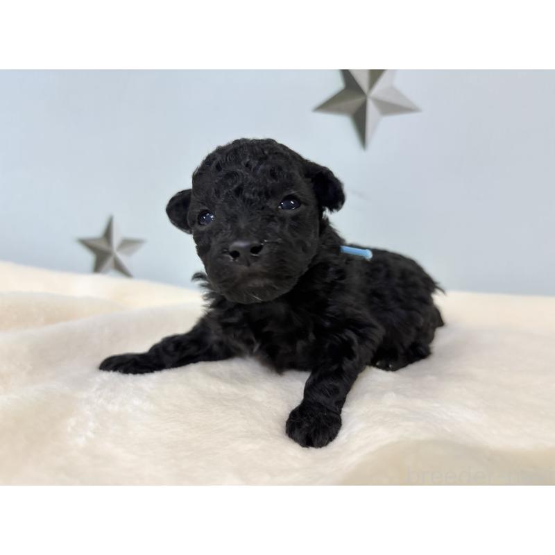 販売中の千葉県のトイプードル-447005の12枚目