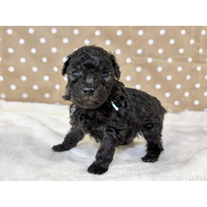 販売中の千葉県のトイプードル-447005の10枚目