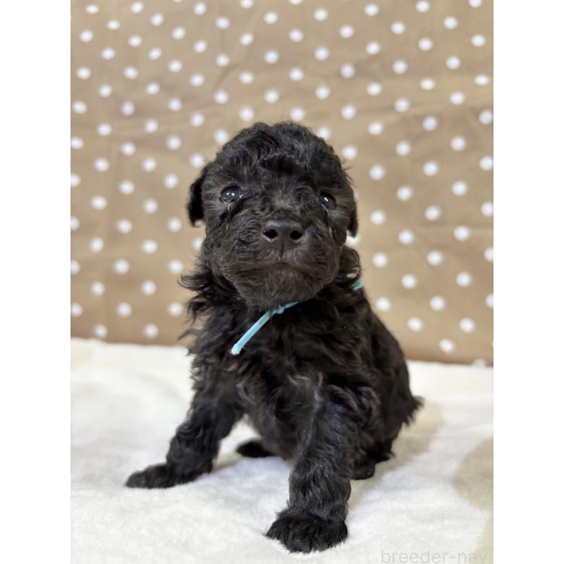 販売中の千葉県のトイプードル-447005の9枚目