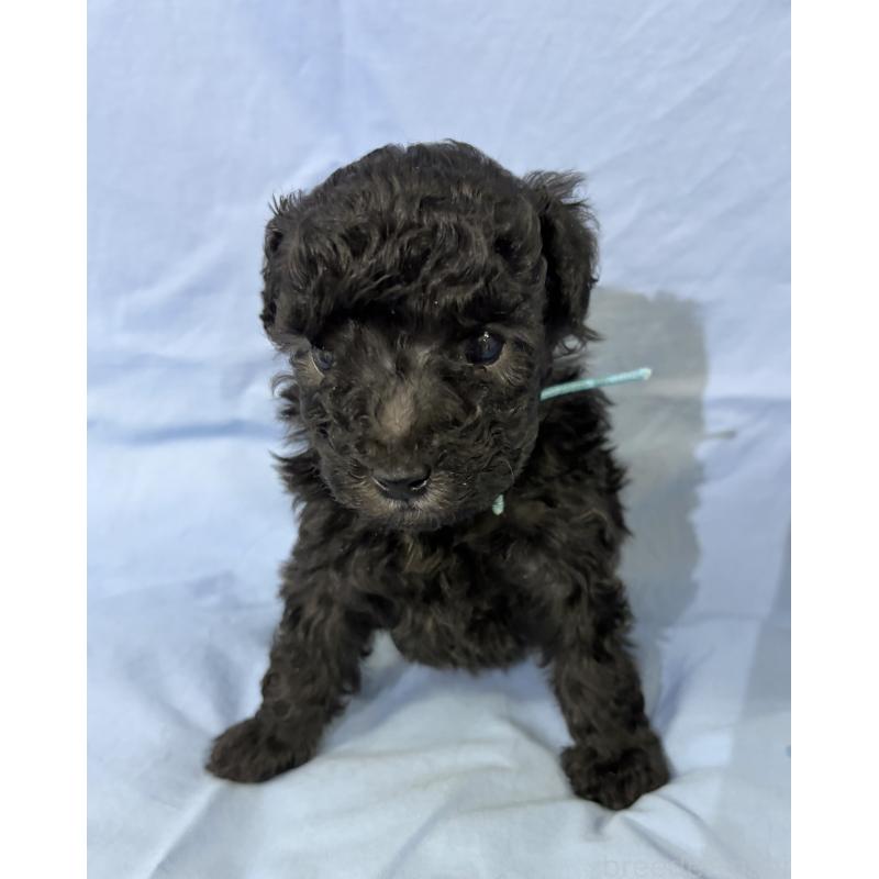 販売中の千葉県のトイプードル-447005の8枚目