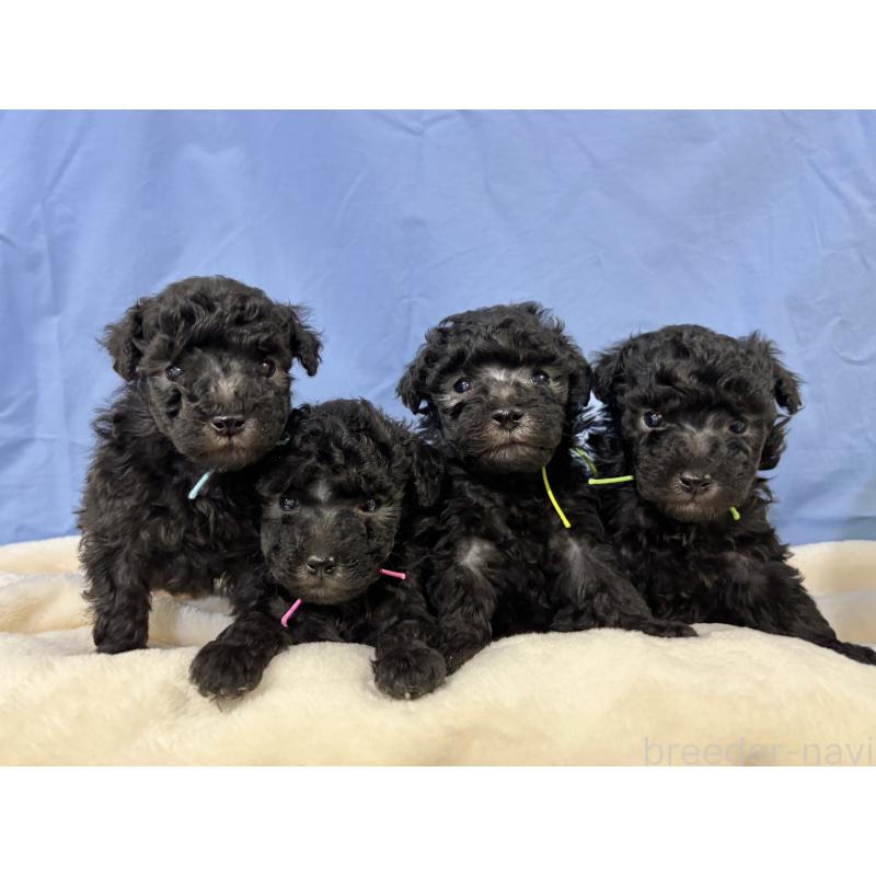 販売中の千葉県のトイプードル-447005の6枚目