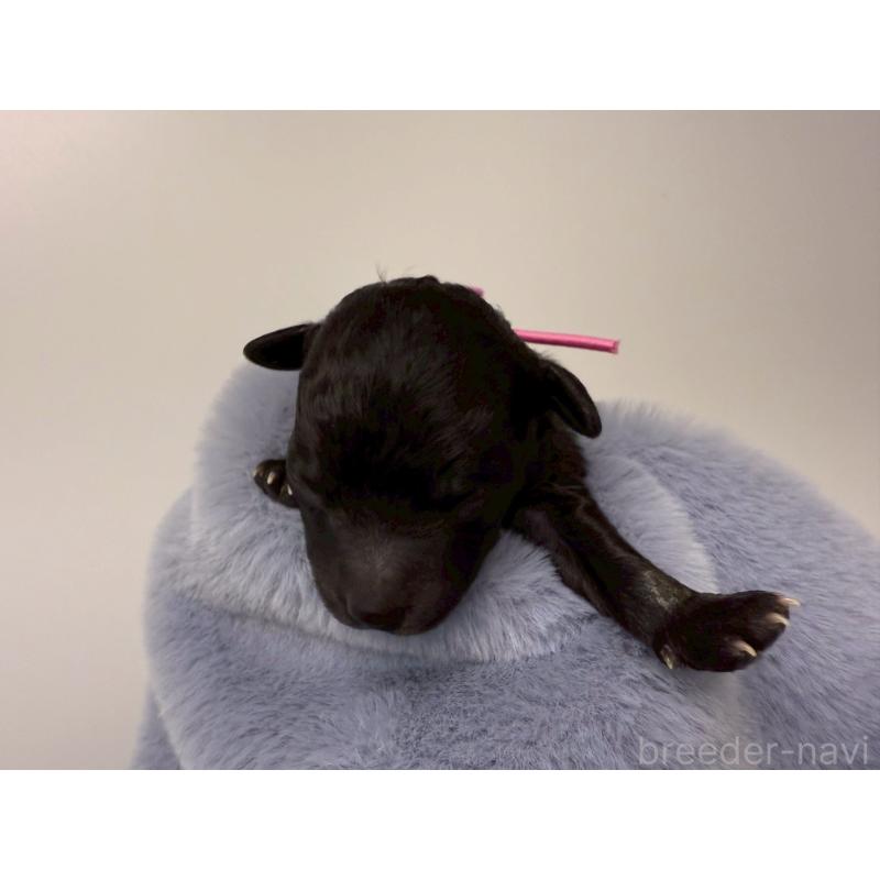 販売中の千葉県のトイプードル-447008の12枚目