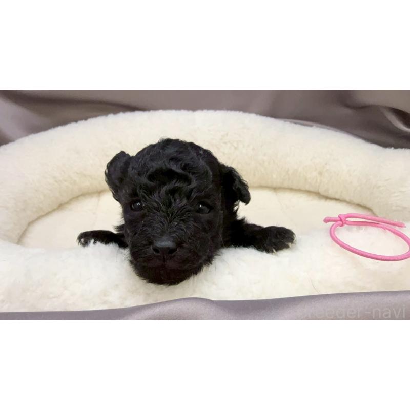 販売中の千葉県のトイプードル-447008の11枚目